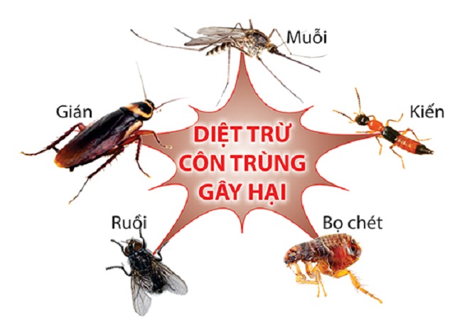 Diệt mối tận gốc Nam Định